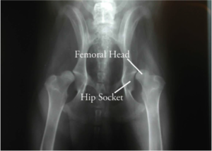 Hip-dysplasia-client-X-ray-1-300×213