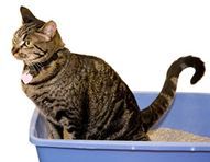 cat litter tray-007