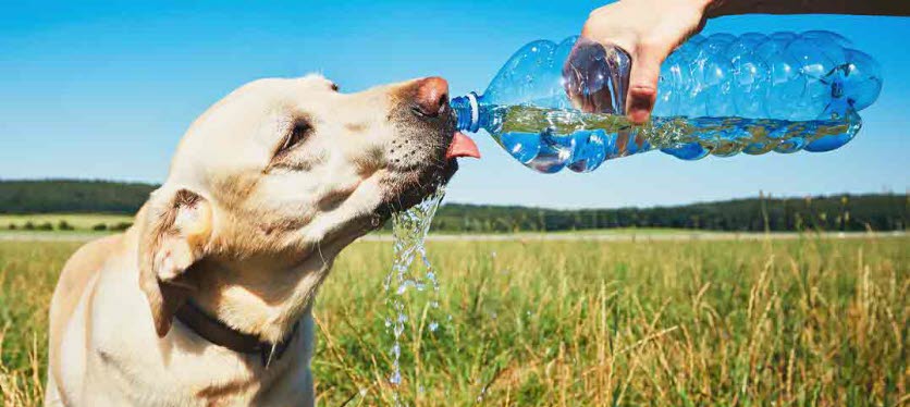 dog – summer – water