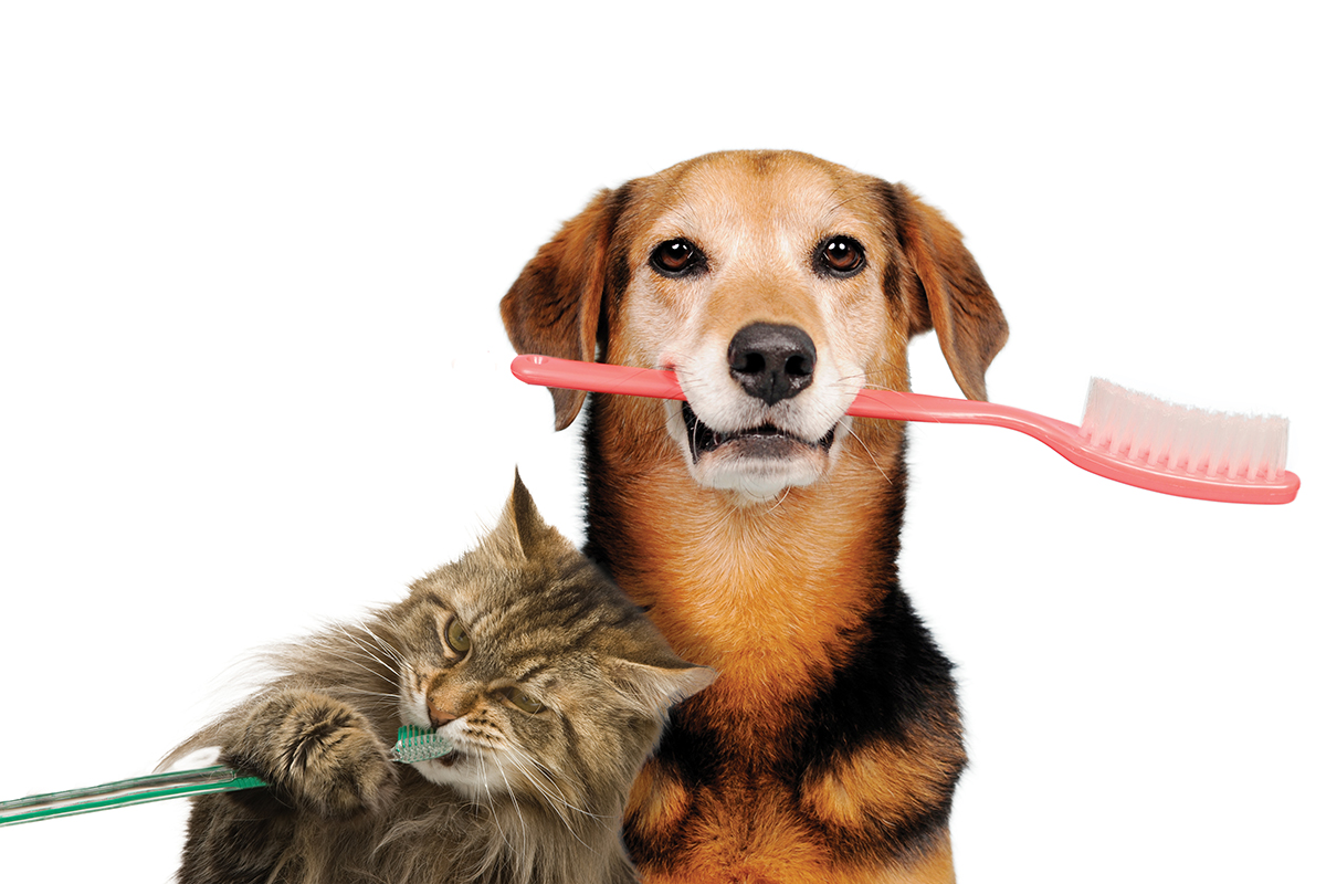 medial-dental-health-dog-cat-brushing-teeth-011218