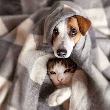 cold cat and dog (1)